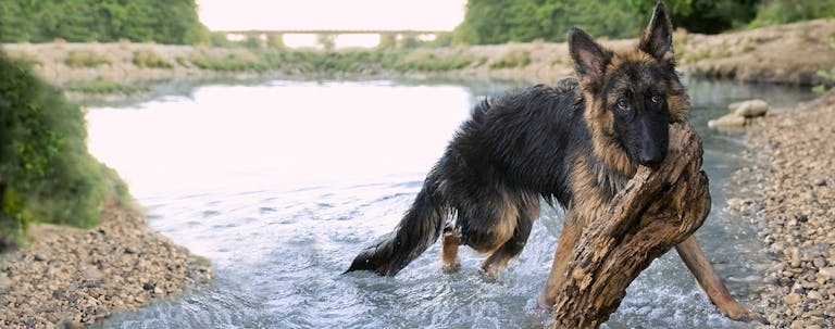 How to Train a German Shepherd to Retrieve How to Train a German Shepherd to Retrieve